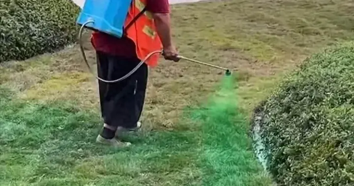 街头喷绿漆遭网友吐槽，3 天长满 90% 植被，真相到底是啥？