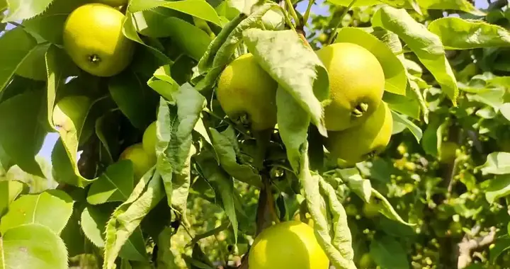 古龙笔下10位绝色美女，林诗音第10，水灵光第4，前3人都是女魔头