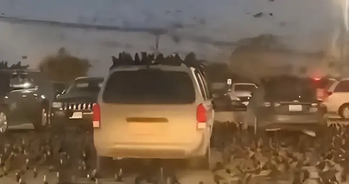 万只乌鸦盘旋以色列引发猜测，特朗普放烟雾弹，美军边谈和边增兵