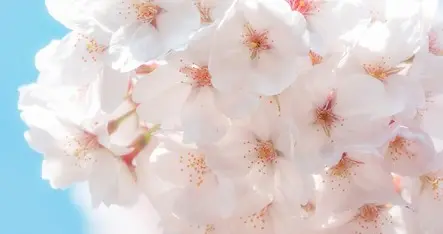 四月落英：花谢处，自有春深