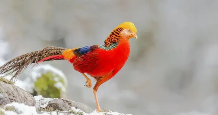 法国国鸟是公鸡，美国国鸟是白鹰，中国国鸟是啥？很多人都不知道