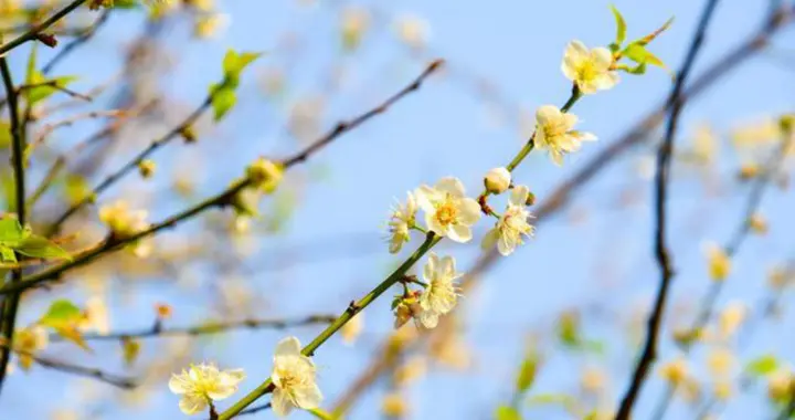 北客见皆惊节气——李建勋《醉中咏梅花》赏析