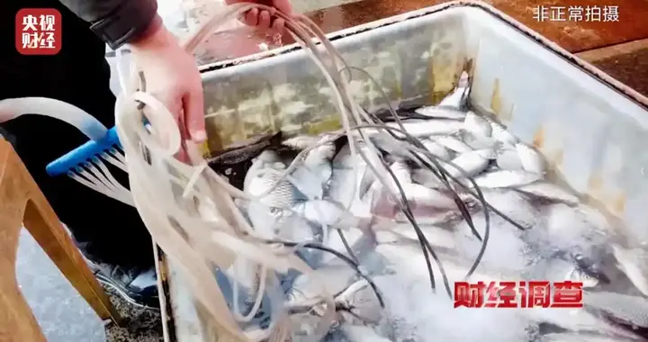 你常吃的活鱼安全吗？央视曝光运输潜规则，监管已全面出手