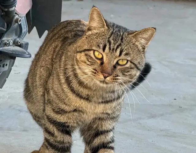 移居美国的中国狸花猫：打遍整条街区无敌手，成当地“小霸王”