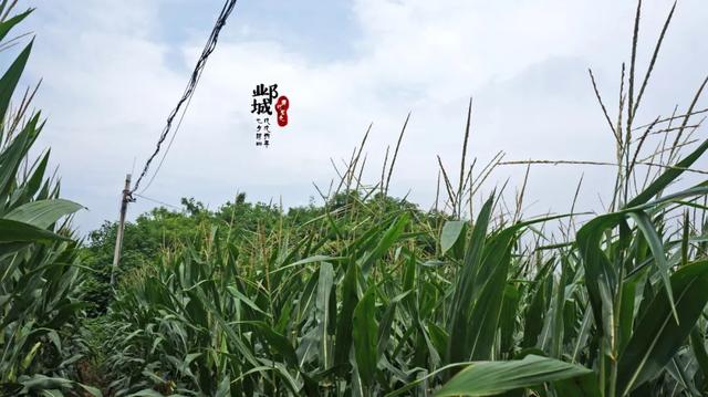 「河北邯郸」千载后失考的帝陵寻农田里的北齐世祖武成皇帝葬地