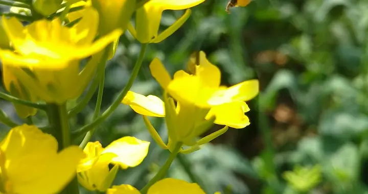 春分风骚何不同，绵绵春雨苦果农，春花璀璨雨下开，蜜蜂采花实难