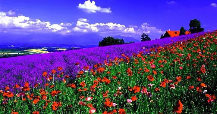 关闭领空反制日本，看着解气的狠招