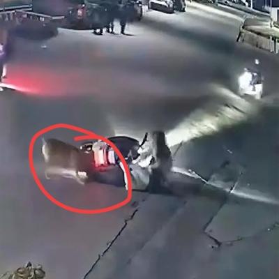 社会洞察者：光叫有啥用，狗咬你都不知道反