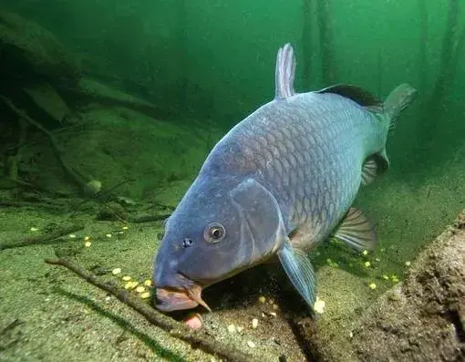 夜晚，鱼在水里是靠什么发现食物，都有哪些器官在辅助它？