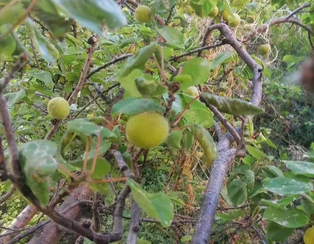 老家的杏跟麦子一起成熟