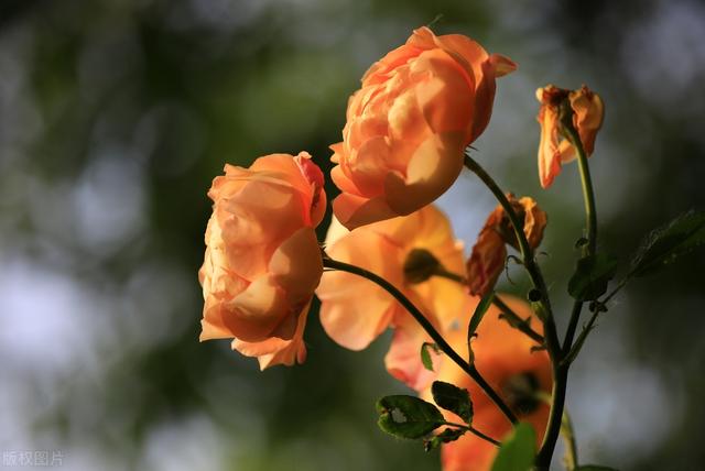 月季花开的妖艳迷人