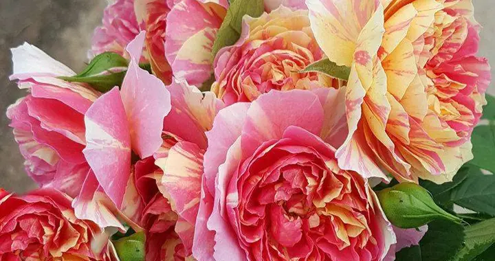 耐晒性强的6种月季，夏季高温花型、花色也很美，关键很勤花