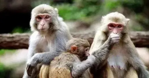 生肖运势-申猴（12月22日）