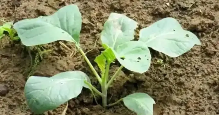 老农不说的实话：早种一天晚收一月