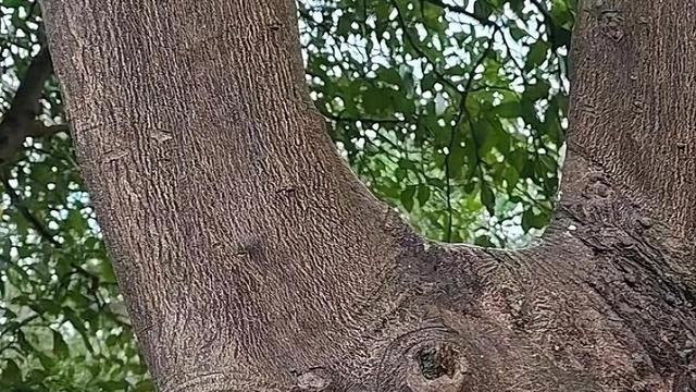 匠心独运，笔下生辉：这棵树长得像不像牛魔