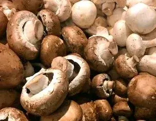 蘑菇的3种主要类型：可食用、野生和有毒