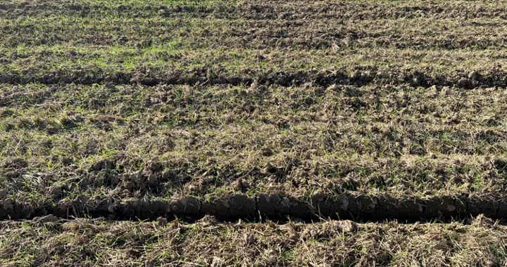 小麦土壤封闭不能少，封了总比不封强