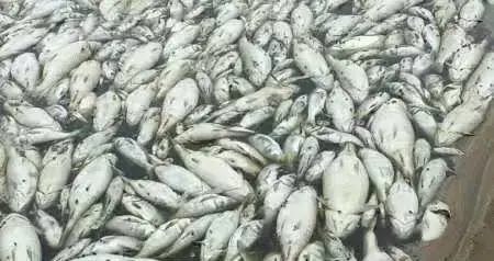 村里那些糟心事：被扒皮的果树，翻白的鱼塘