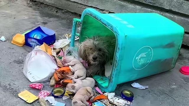 逆水行舟：小狗一家被人打包丢到了垃圾桶