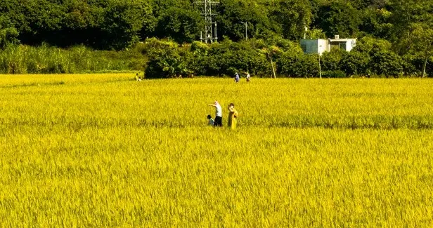 广东农田全种水稻根本就不需要吃外省的大米！