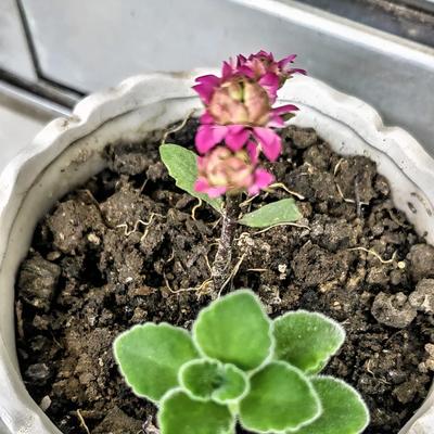 快乐天空lkp：性格洒脱的人，也会抑郁吗