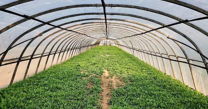 叶霉病怎样防治效果好