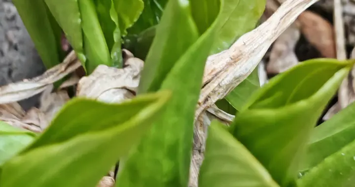 与痛风斗争的历程193