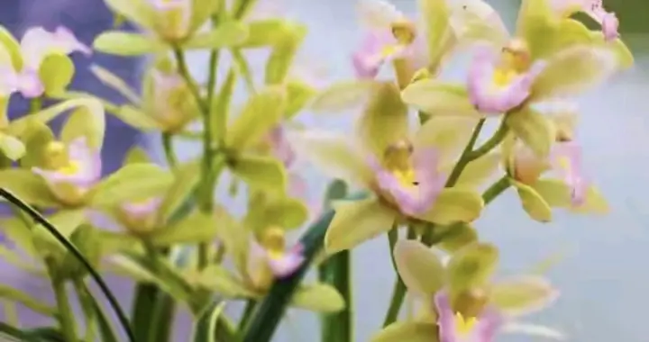 世上只有妈妈好