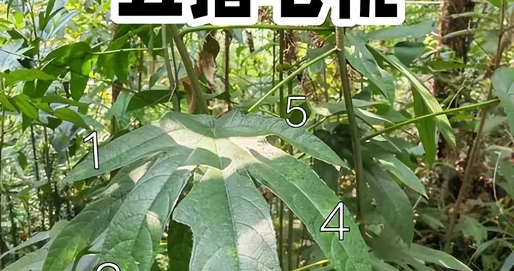 未来五年，科技、新能源、医疗有望十倍的股票有哪些？