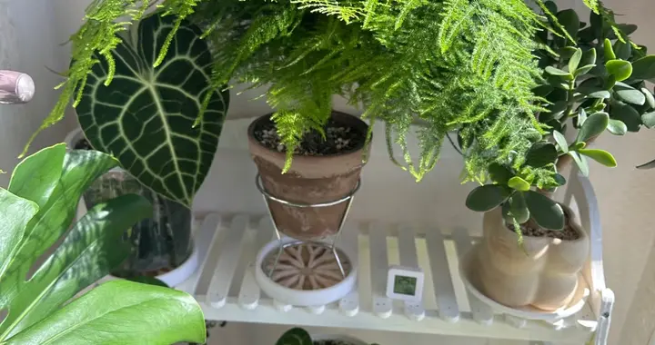 辽宁一大爷，养文竹喂“3种废渣”，嗖嗖长，枝繁叶茂“成精了”