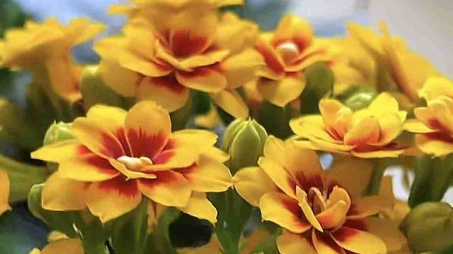 碧荷凝露：我的今日