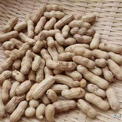 草里聆听虫鸣：每天一小把生花生，是养血管