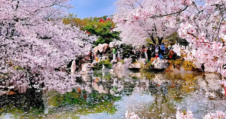 别只挤武大东湖了！这4座城市的樱花，个个都是极品赏樱圣地