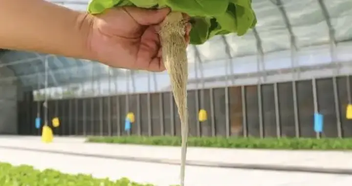 什么是无土栽培？