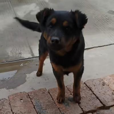 乖风破浪：家里来了一只黑狗，管它管了二次