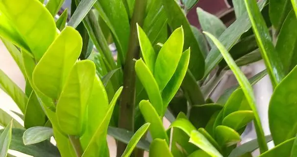 养金钱树，避开“3个坑”，油绿繁茂，枝叶硬如铁！