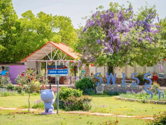 开了！蔡甸紫藤花开如瀑，太梦幻了！