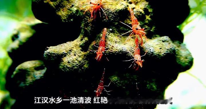 潜江市一只龙虾创造900亿产值，引领水产品牌！
