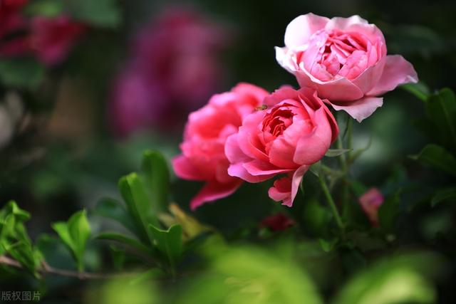 初夏盛开的月季花妖艳