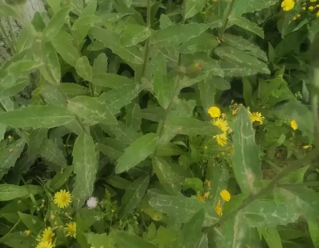 夏天随处可见的萋萋菜