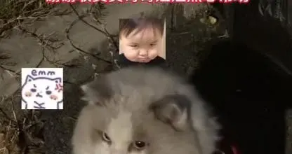 高速出口的神秘猫，电话手表里的爸妈线索，半小时重逢背后的提醒