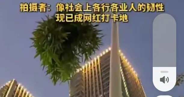 竹子破灯而出，意外造就网红打卡新地标！