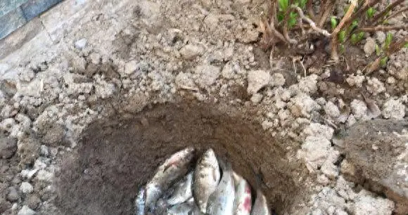 为什么有人会把鱼埋在地下？难道不怕烧根吗？专家：好处多多