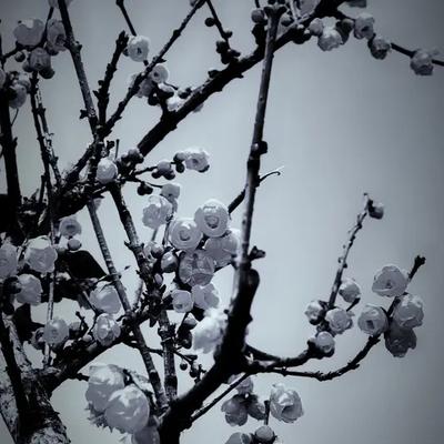 庭院飞雪：上联：花红柳绿春姿俏； 下联