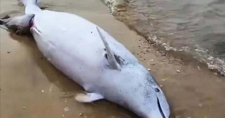 痛心！广东湛江一沙滩现中华白海豚母子双亡，为何会难产？
