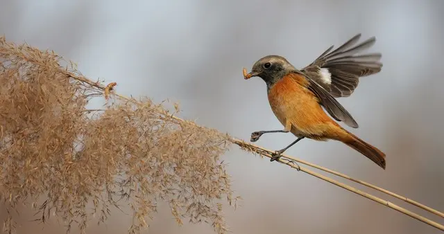 观鸟≠拍鸟！前者寻趣自然，后者藏着艺术巧思，很多人都混淆了