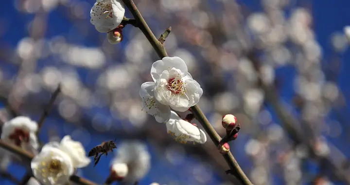 群木方憎雪 开花长在先——李中《梅花》赏析