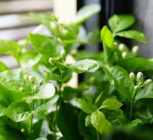夏天养茉莉总不开花？记住这些“关键动作”，香到邻居来敲门