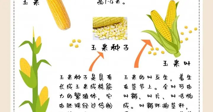 玉米之旅：一段穿越时空的传奇故事，窥见中华大地的粮食革命
