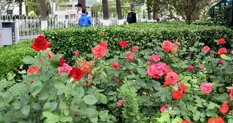 我的直肠癌经历之五。